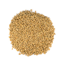Maris-Otter.jpg